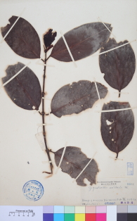 Specimen thumbnail